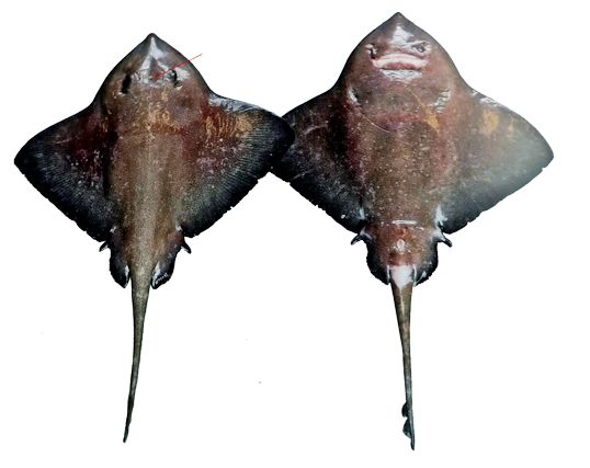 Bathyraja richardsoni_022494.jpg